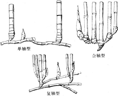 指的是 種竹